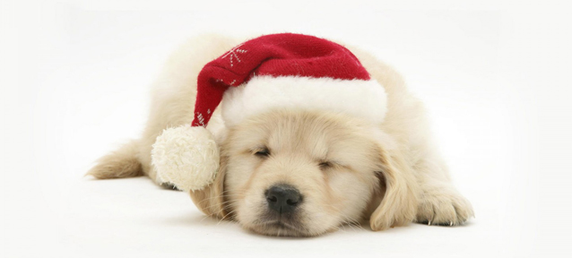 你養(yǎng)寵物嗎？千萬(wàn)別這么喂它們。