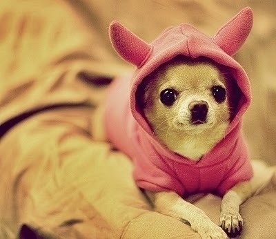 寵物市場商機大 特色服務(wù)最“得寵”